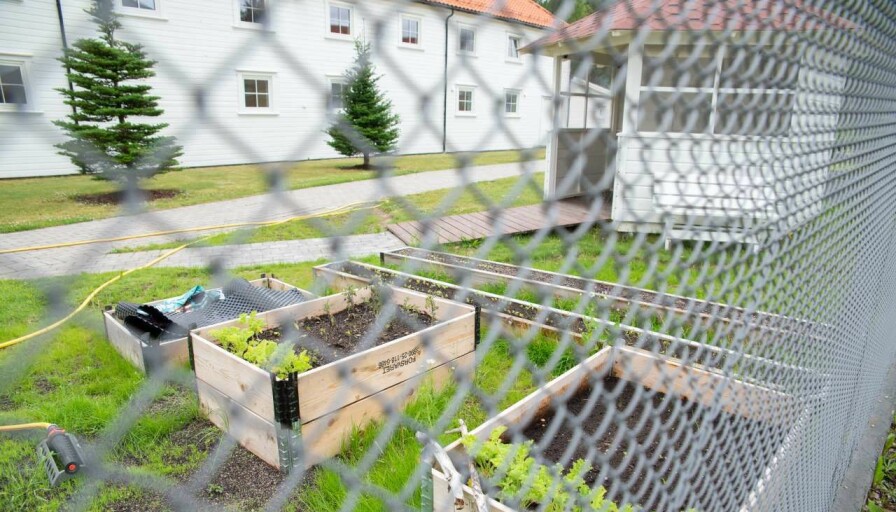 Agder fengsel avdeling Evje har flere grønne prosjekter, blant annet plantekasser og drivhus i hagen.