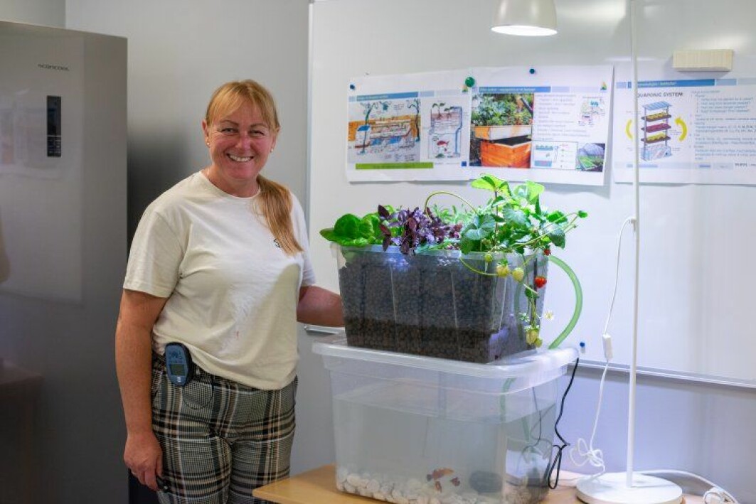 This aquaponics-unit is simple and cheap to build. What it takes is a rubber tube, a pump, sprinkling filter, light pebble granules, a growth light bulb in a regular lamp, and of course fish and fish feed. Project leader Siv Lene Gangenes Skar from NIBIO explains that a growth light bulb can be added to a normal lamp, and it is possible to use pebble granules that you find in your courtyard or local area. Only basic plastic boxes with cover is necessary. It’s important to remember to drill a hole on top of the plastic box, to make room for the pump and sprinkling filter.