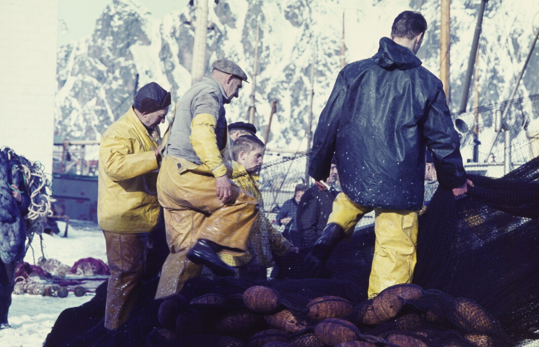 Lofotfisket is the most important season fisheries for cod in Norway. Lofotfisket is the most important season fisheries for cod in Norway.