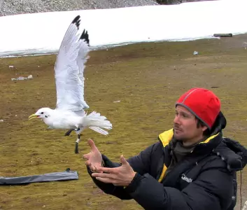 Fugleforsker Børge Moe slipper løs ei krykkje merket med lyslogger. (Foto: Framsenteret)