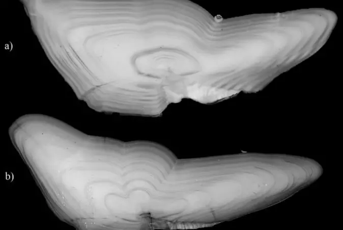 En otolitt, eller ørestein som det også kalles, fra kysttorsk øverst og skrei nederst. Otolitter er er en del av balanseorganet i det indre øret hos alle virveldyr. Forskerne kan nå finne DNA fra disse.