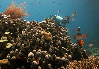 New study confirms climate change driving global movement of marine species