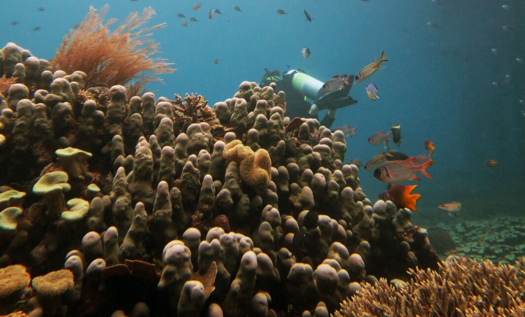 “The study used fossil records of marine plankton buried in deep sea sediments to track the change in diversity over thousands of years.” “The study used fossil records of marine plankton buried in deep sea sediments to track the change in diversity over thousands of years.”
