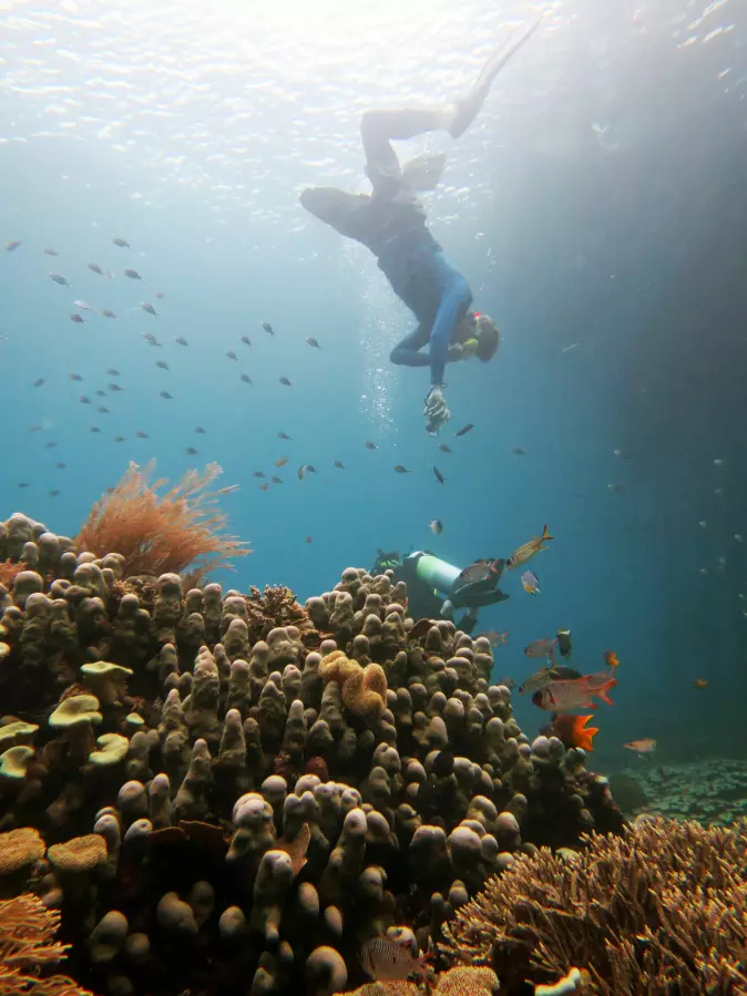 Natural tropical reefs. Professor Mark John Costello snorkling in the Raja Ampat marine reserve in West Papua, Indonesia.