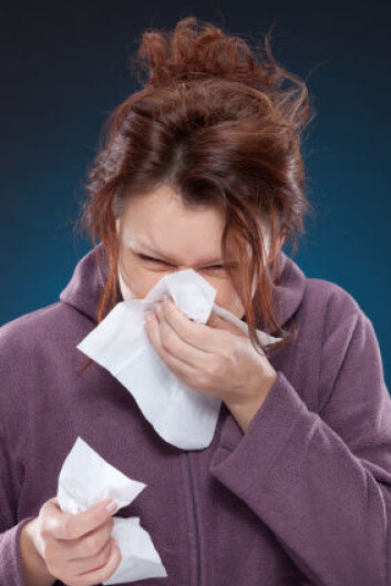 Namork sier nitti prosent av alle allergiske reaksjoner skyldes kryssreaksjoner på pollenallergi. (Foto: iStockphoto) Namork sier nitti prosent av alle allergiske reaksjoner skyldes kryssreaksjoner på pollenallergi. (Foto: iStockphoto)