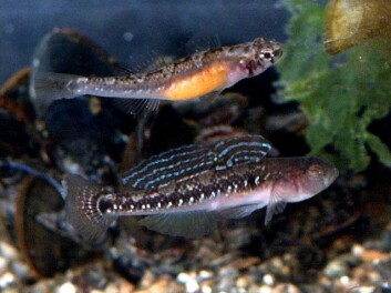 Tangkutlinghunn (øverst) og -hann kurtiserer. (Copyright: National Academy of Sciences, foto: Elisabet Forsgren) Tangkutlinghunn (øverst) og -hann kurtiserer. (Copyright: National Academy of Sciences, foto: Elisabet Forsgren)