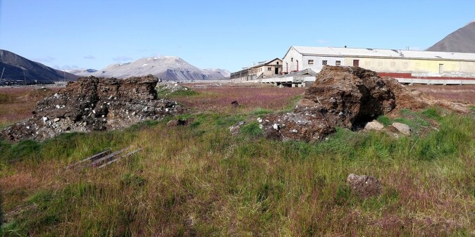 A few decades ago, during the golden age of mining, there were active farmers on Svalbard that imported hay and feed for the animals. Over the years, both mining and agriculture have decreased. But the alien plants that followed the import remain/bloom, like here at Pyramiden. A few decades ago, during the golden age of mining, there were active farmers on Svalbard that imported hay and feed for the animals. Over the years, both mining and agriculture have decreased. But the alien plants that followed the import remain/bloom, like here at Pyramiden.