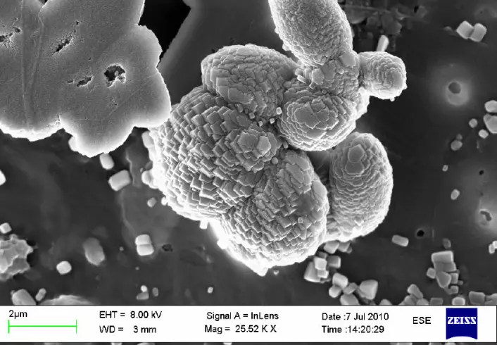De små kalsumkarbonat-partiklene minner om "forsteinete" bakterier. - At det ses partikler som er helt flate på ene siden, antyder at disse er dannet på eller i forbindelse med en overflate, for eksempel overflaten mellom luft og vann eller en organisk film, sier professor Gunnar Bratbak. (Foto: (Bilde: Heldal, m.fl., PLOS ONE))