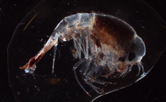Tangloppe er kanskje ikke det som setter fantasien din løpsk, men i mikroskopet kommer denne amfipoden til sin rett. Det er ikke så vanskelig å skjønne hvor inspirasjonen til Ridley Scotts ”Alien” er inspirert av små havdyr. (Foto: Hanne Østli Jakobsen) Tangloppe er kanskje ikke det som setter fantasien din løpsk, men i mikroskopet kommer denne amfipoden til sin rett. Det er ikke så vanskelig å skjønne hvor inspirasjonen til Ridley Scotts ”Alien” er inspirert av små havdyr. (Foto: Hanne Østli Jakobsen)