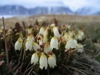 Færre insekter kan skyldes at timingen mellom insekter og blomstring i Arktis har blitt forstyrret av klimaendringer. I verste fall kan det påvirke både planter og store dyr. (Foto: Toke Thomas Høye)