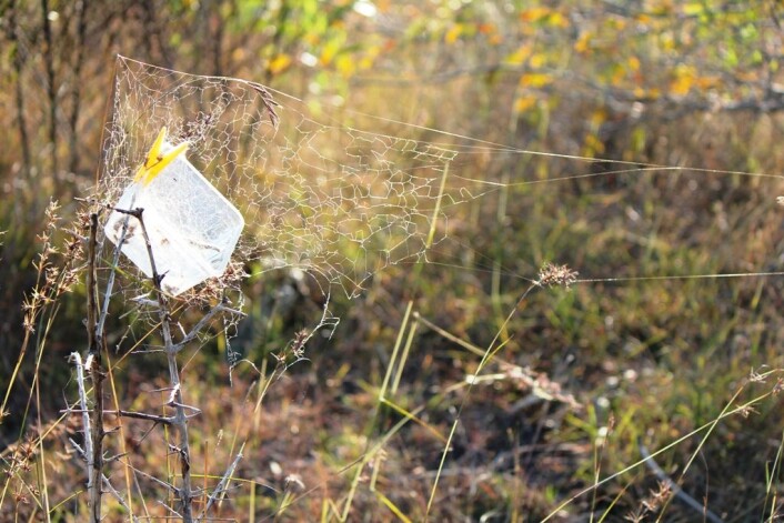 Først ble plastboksene hengt opp i busker, med lokket åpent, for å la edderkoppene få bygge fellenett med utgangspunkt i boksen. (Foto: Virginia Settepani) Først ble plastboksene hengt opp i busker, med lokket åpent, for å la edderkoppene få bygge fellenett med utgangspunkt i boksen. (Foto: Virginia Settepani)