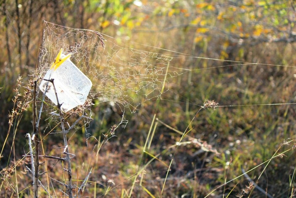 Først ble plastboksene hengt opp i busker, med lokket åpent, for å la edderkoppene få bygge fellenett med utgangspunkt i boksen. (Foto: Virginia Settepani)