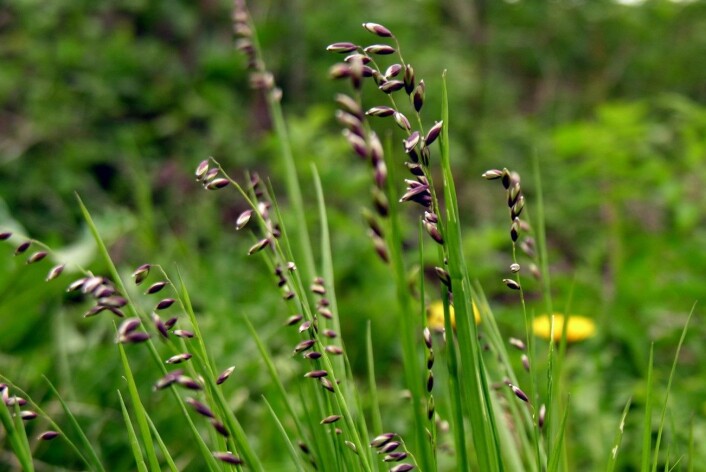 Vanlig hengeaks (Poaceae) er 30-50 centimeter høyt, har en overhengende, smal topp og toblomstrede småaks med rødbrune ytteragner. (Foto: Wikimedia commons/Algirdas) Vanlig hengeaks (Poaceae) er 30-50 centimeter høyt, har en overhengende, smal topp og toblomstrede småaks med rødbrune ytteragner. (Foto: Wikimedia commons/Algirdas)