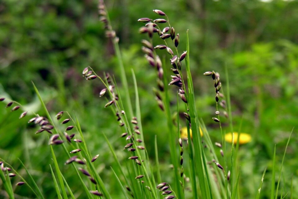 Vanlig hengeaks (Poaceae) er 30-50 centimeter høyt, har en overhengende, smal topp og toblomstrede småaks med rødbrune ytteragner. (Foto: Wikimedia commons/Algirdas)