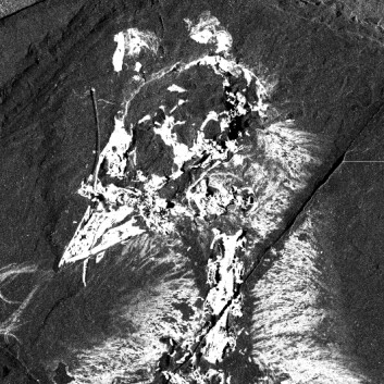 Confuciusornis sanctus sett med røntgenøyne. De hvite partiene viser konsentrasjoner av visse stoffer, i dette tilfellet kalsium. (Foto: Stanford Synchrotron Radiation Laboratory; Gregory Stewart, SLAC National Accelerator Laboratory) Confuciusornis sanctus sett med røntgenøyne. De hvite partiene viser konsentrasjoner av visse stoffer, i dette tilfellet kalsium. (Foto: Stanford Synchrotron Radiation Laboratory; Gregory Stewart, SLAC National Accelerator Laboratory)