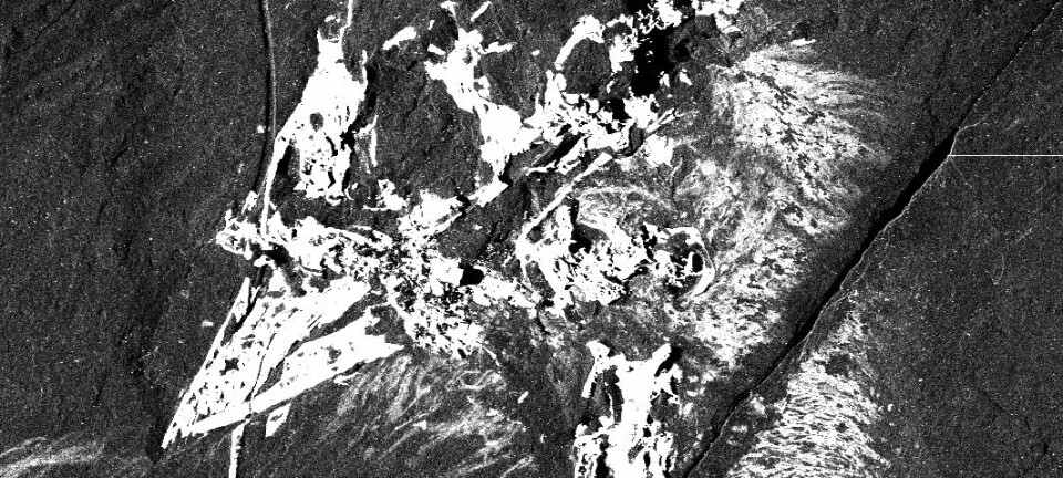 Confuciusornis sanctus sett med røntgenøyne. De hvite partiene viser konsentrasjoner av visse stoffer, i dette tilfellet kalsium. Stanford Synchrotron Radiation Laboratory; Gregory Stewart, SLAC National Accelerator Laboratory