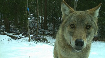 Er ulven farlig for mennesker?