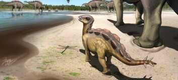 Forskere fant knøttlite fotavtrykk: Stegosaur-ungen var på størrelse med en katt