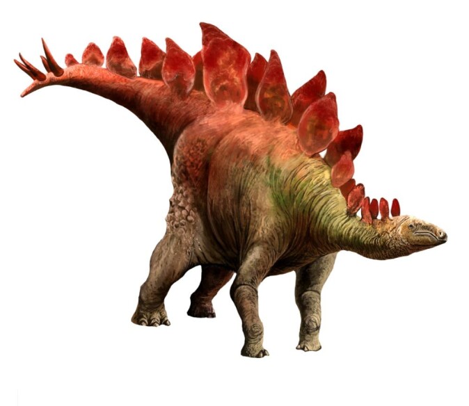 Stegosaurus er kjent for de store beinplatene på ryggen. Stegosaurus er kjent for de store beinplatene på ryggen.