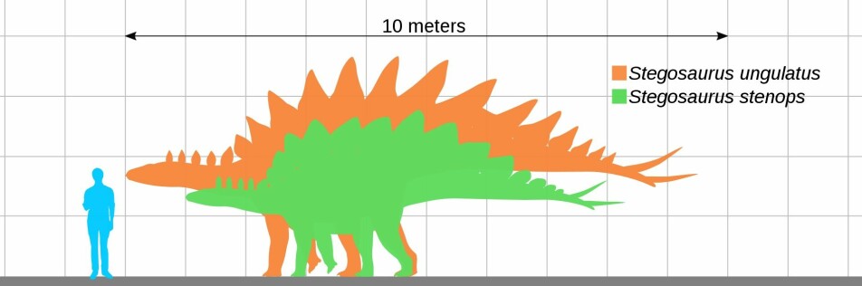 Her ser vi størrelsen til to stegosauruser sammenlignet med et menneske.