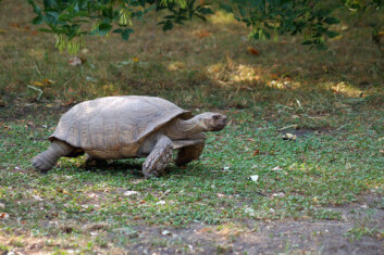 Skilpaddene på Galapagosøyene var med på å sette det hele i gang for Charles Darwin. I dag stormer litterær darwinisme fram i USA og begynner så smått å fenge i Danmark. (Foto: Colourbox) Skilpaddene på Galapagosøyene var med på å sette det hele i gang for Charles Darwin. I dag stormer litterær darwinisme fram i USA og begynner så smått å fenge i Danmark. (Foto: Colourbox)