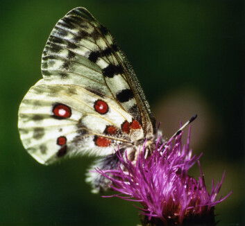 Apollosommerfuglen (Parnassius apollo) er et av mange insekter som nyter godt av blomsterrike slåttenger. (Foto: Jo Inge Fjellstad) Apollosommerfuglen (Parnassius apollo) er et av mange insekter som nyter godt av blomsterrike slåttenger. (Foto: Jo Inge Fjellstad)