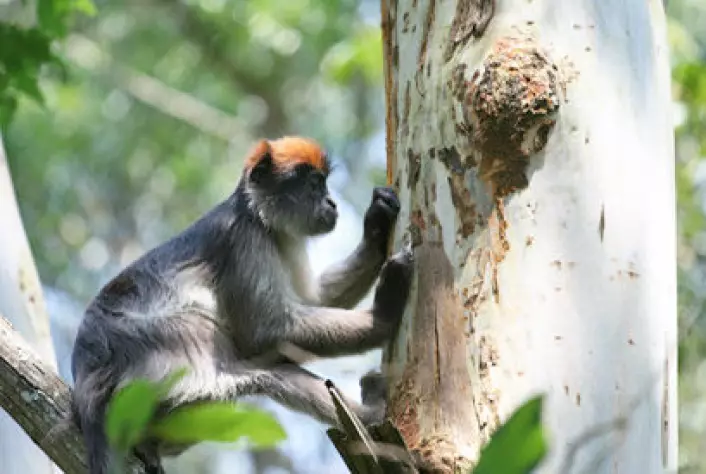 Aper endrer atferd med østrogenholdig kost. Dette bilder viser en av apene oppe i et eukalyptustre. (Foto: Julie Kearney Wasserman)