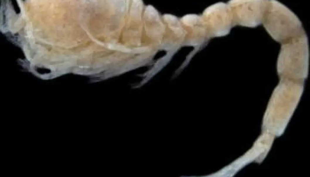 Syv nye halekrepser funnet i Norge