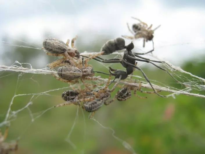 Edderkoppene angriper en inntrenger. (Foto: Virginia Settepani)
