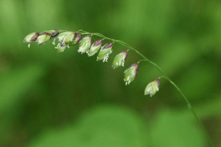 Hengeaks har ett til to blomstrede småaks i en smal, ensidig topp. (Foto: Wikimedia commons/Krzysztof Ziarnek) Hengeaks har ett til to blomstrede småaks i en smal, ensidig topp. (Foto: Wikimedia commons/Krzysztof Ziarnek)