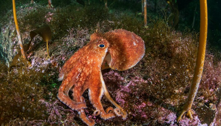 Kraken har etter hvert tatt form som en blekksprut. Men litt større og skumlere enn denne karen – en vanlig åttearmet blekksprut. Kraken har etter hvert tatt form som en blekksprut. Men litt større og skumlere enn denne karen – en vanlig åttearmet blekksprut.