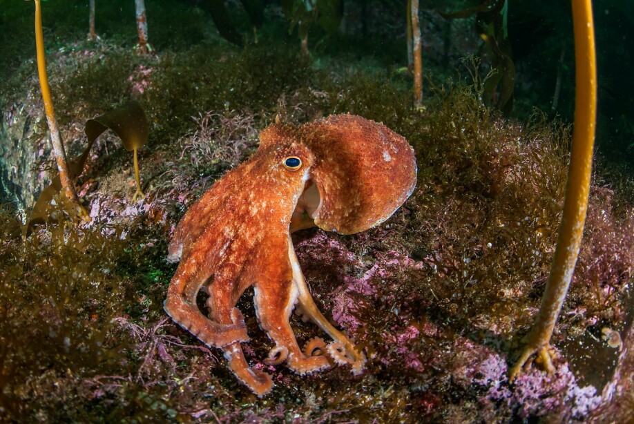 The Kraken has gradually taken the shape of an octopus. But a little bigger and scarier than this guy - a regular eight-armed octopus.