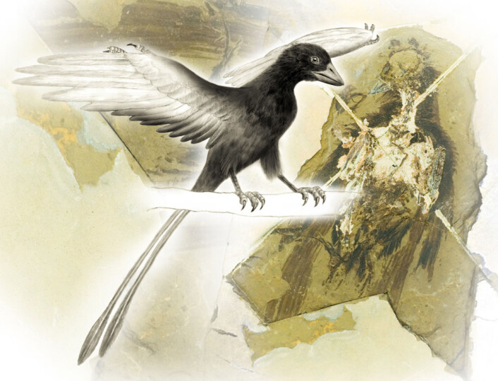 Slik kan den 120 millioner gamle Confuciusornis sanctus ha sett ut. (Foto: Richard Hartley, University of Manchester; T. Larson, Black Hills Institute; Gregory Stewart; SLAC National Accelerator Laboratory) Slik kan den 120 millioner gamle Confuciusornis sanctus ha sett ut. (Foto: Richard Hartley, University of Manchester; T. Larson, Black Hills Institute; Gregory Stewart; SLAC National Accelerator Laboratory)