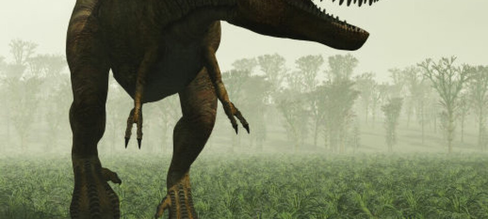 Kan rovdyret Tyrannosaurus rex gjenoppstå fra de svært døde?(Illustrasjon: iStockphoto)