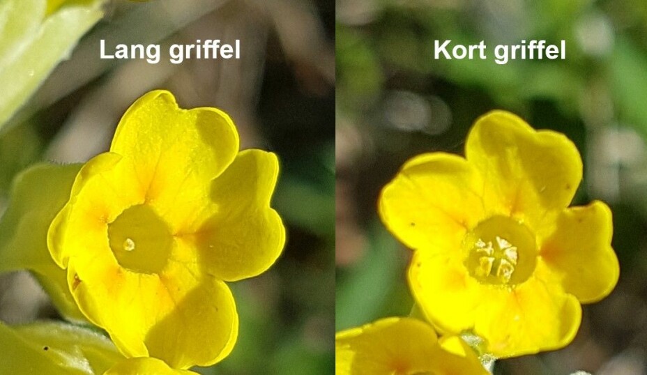 Griffelen i en blomst av marianøkleblom kan være lang (t.v.) eller kort (t.h.). Forskjellen er som regel ganske tydelig å se.