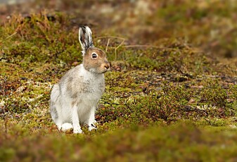 Hvorfor finnes det ikke kjempestore harer og kaniner?