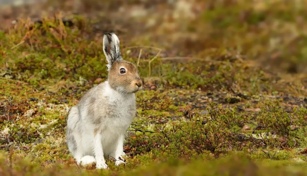 Dette er en hare. Den er nært i slekt med kaniner. Men hvorfor er ingen av dem særlig store?