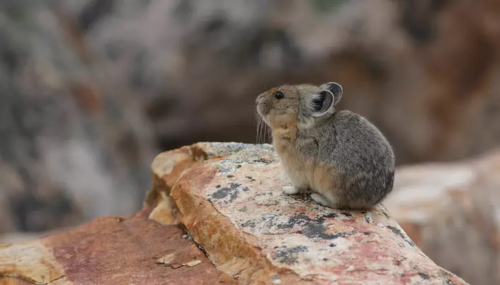 Pipeharene er haredyr. De er nært i slekt med harer og kaniner, men har kortere ører. Pipeharene finnes i Nord-Amerika og Asia. De kalles også pikaer
