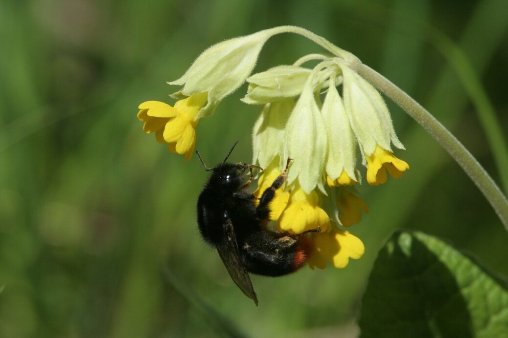 Marianøkleblom er en viktig næringskilde til insekter på våren. Marianøkleblom er en viktig næringskilde til insekter på våren.