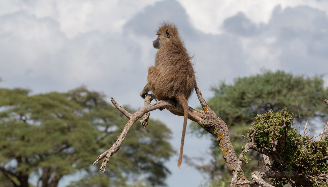 En bavian kikker utover landskapet i Amboseli i Kenya. En bavian kikker utover landskapet i Amboseli i Kenya.