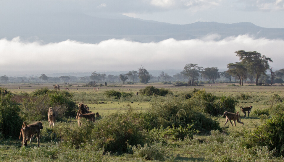 En familiegruppe med bavianer i Amboseli i Kenya.