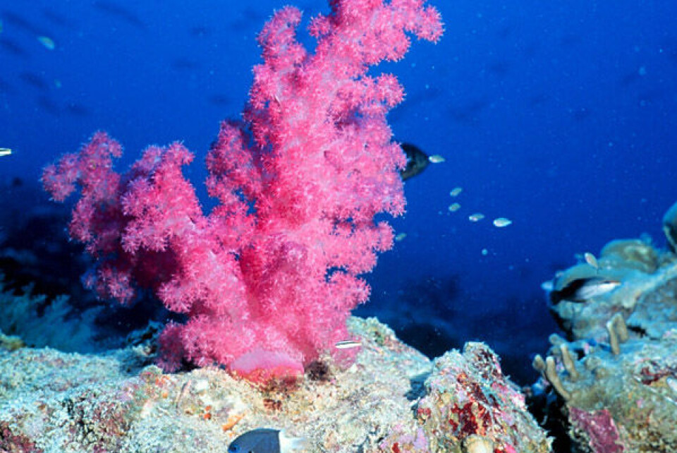 Et korallrev kan også sees på som en superorganisme. (Foto: NOAA, USA, Wikimedia Commons)