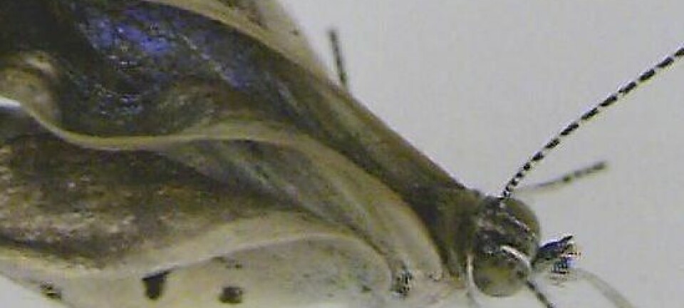Her ser vi et eksemplar av japansk blåvingesommerfugl-arten som har skader på føtter, øyer og vinger. JOJI OTAKI