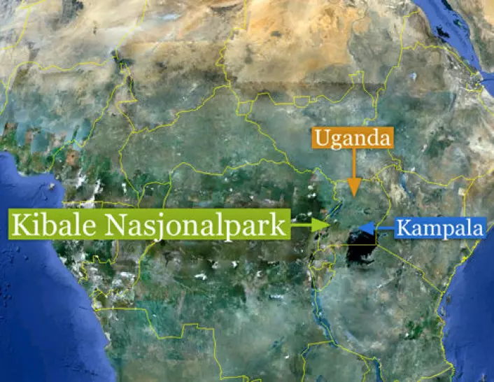 Studien er gjennomført i Kibale National Park i Uganda i Øst-Afrika, der den eneste større gjenværende bestanden av den truede apen holder til. (Foto: (Kart: Google Maps/tilpasset forskning.no/Per Byhring))