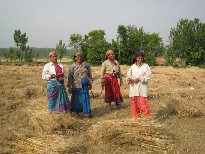 Kvinner høster økologisk dyrket korn i Ganeshpur i den indiske delstaten Uttarakhand. Ny avhandling viser at bønder i India som velger økologisk drift kan få større økonomisk sikkerhet. (Foto: Anna Marie Nicolaysen)