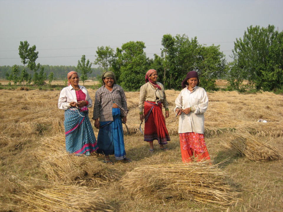 Kvinner høster økologisk dyrket korn i Ganeshpur i den indiske delstaten Uttarakhand. Ny avhandling viser at bønder i India som velger økologisk drift kan få større økonomisk sikkerhet. (Foto: Anna Marie Nicolaysen)