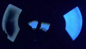 BRENT BEIN: Bildet viser moderne kubein (de to ytterste) og forhistoriske menneskebein i ultrafiolett lys. Beinet til venstre er brent og viser hvordan et nedbrutt bein ser ut. (Foto: Hege Ingjerd Hollund, Arkeologisk museum, UiS)