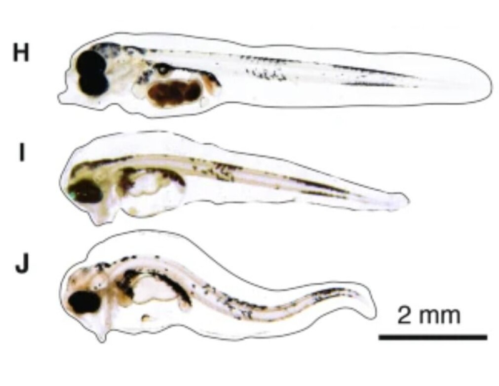Fiskeyngelen ble oftere alvorlig deformert i gruppen som ble utsatt for oljesøl i tillegg til varmere vann (bilde J). Fiskeyngelen ble oftere alvorlig deformert i gruppen som ble utsatt for oljesøl i tillegg til varmere vann (bilde J).
