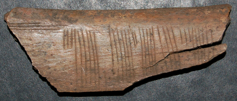 En hverdagslig beskjed skrevet i kode: «Kyss meg» står det på en beinbit fra Sigtuna i Sverige fra 1100- eller 1200-tallet. Koden er sifferruner, den vanligste koden man kjenner fra middelalderen i Skandinavia. Her i en variant som kalles is-runer. (Foto: Jonas Nordby)
