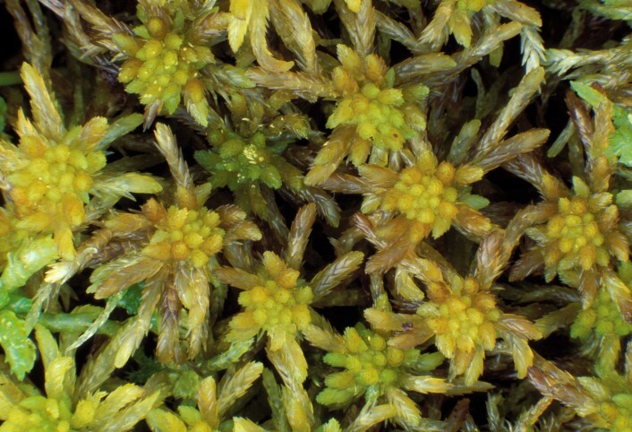 Trøndertorvmosen - Sphagnum troendelagicum - finnes bare i Nord-Trøndelag. (Foto: Kjell Ivar Flatberg, NTNU Vitenskapsmuseet) Trøndertorvmosen - Sphagnum troendelagicum - finnes bare i Nord-Trøndelag. (Foto: Kjell Ivar Flatberg, NTNU Vitenskapsmuseet)